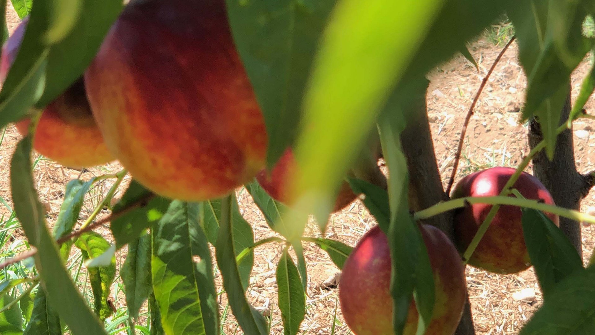 Cilento: Hotel mit Hof Cilento: Hotel mit Hof