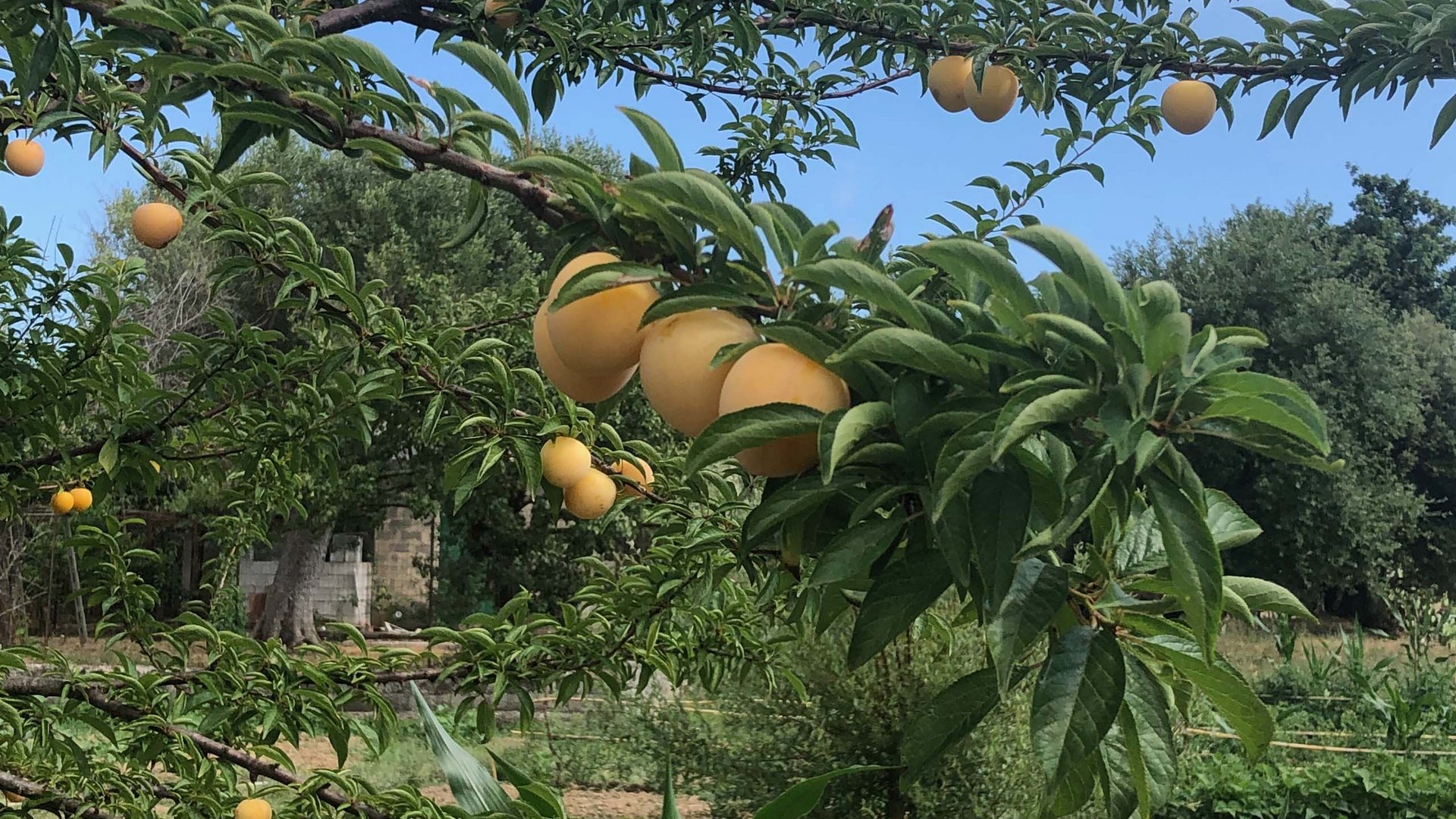 Cilento: Hotel mit Hof Cilento: Hotel mit Hof