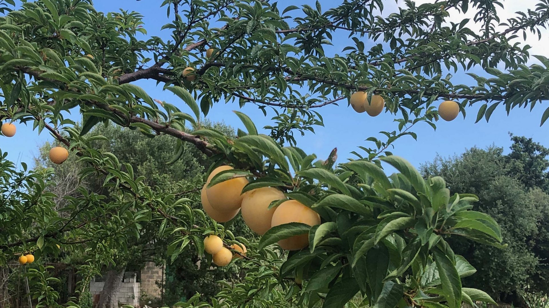 Cilento: Hotel mit Hof