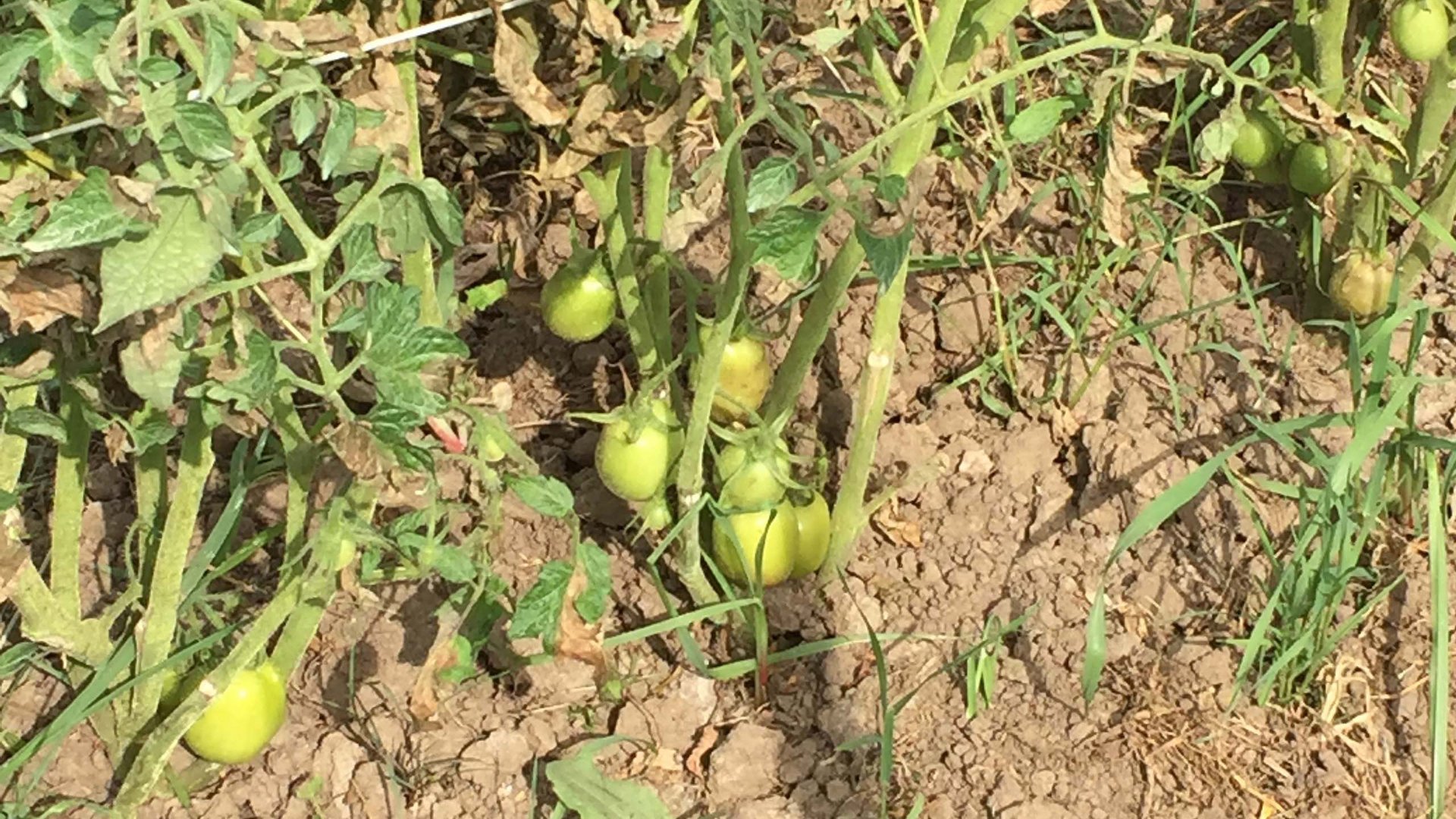 Cilento: Hotel mit Hof Cilento: Hotel mit Hof